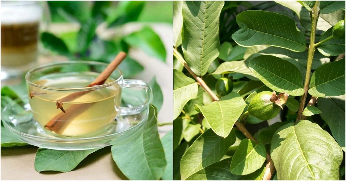 Uống nước lá ổi bao nhiêu là đủ?