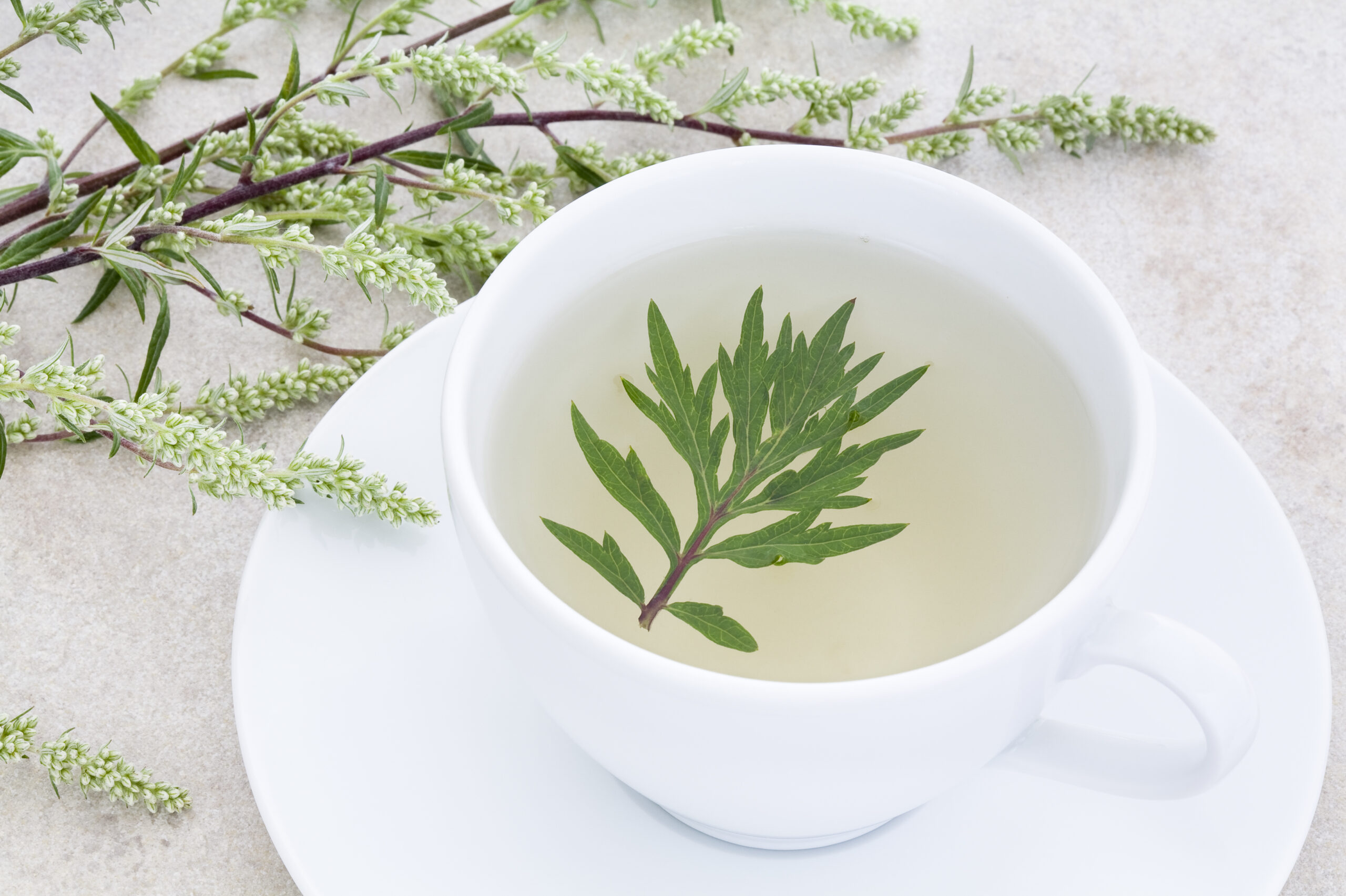 Uống nước lá ngải cứu tươi có tác dụng gì?