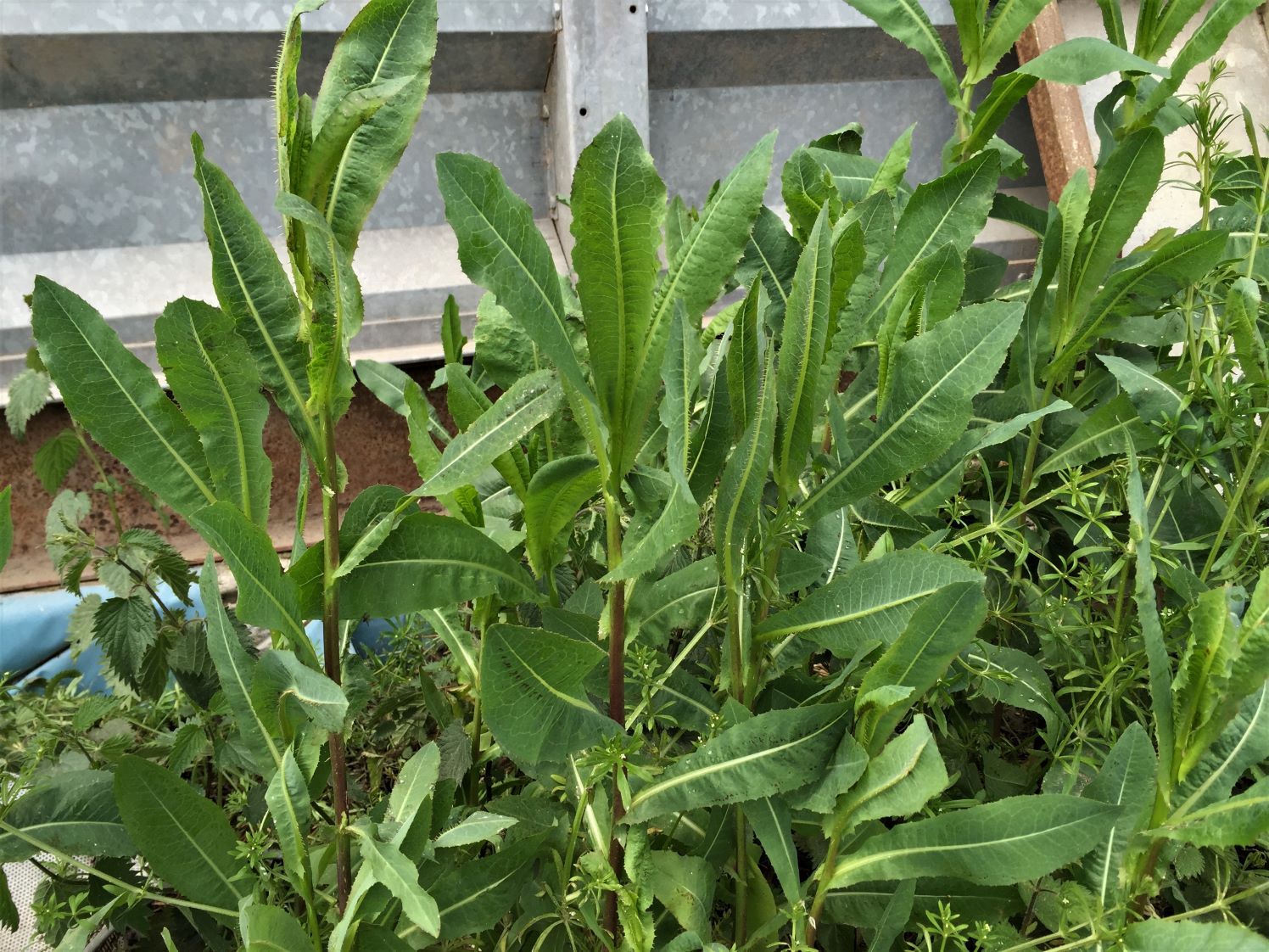 Rau diếp dại là gì? Tác dụng của rau diếp dại