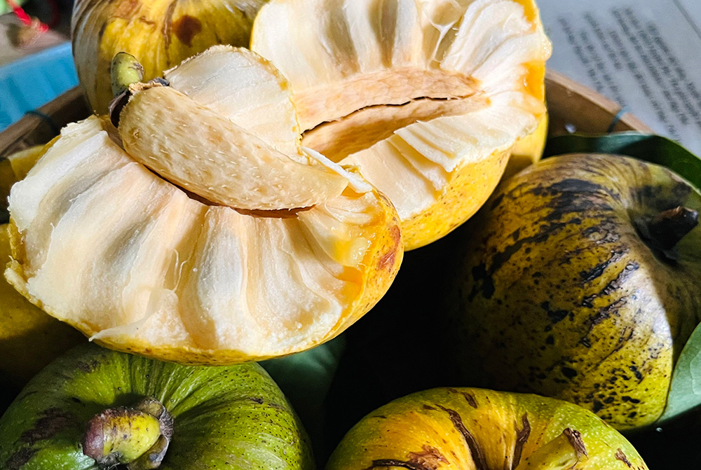 Trái bình bát trị bệnh gì? Công dụng và lợi ích đối với sức khỏe của trái bình bát