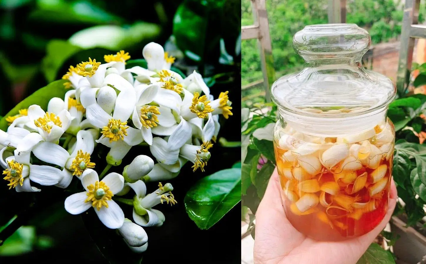 Công dụng của hoa bưởi ngâm mật ong là gì? Cách làm hoa bưởi ngâm mật ong để được lâu