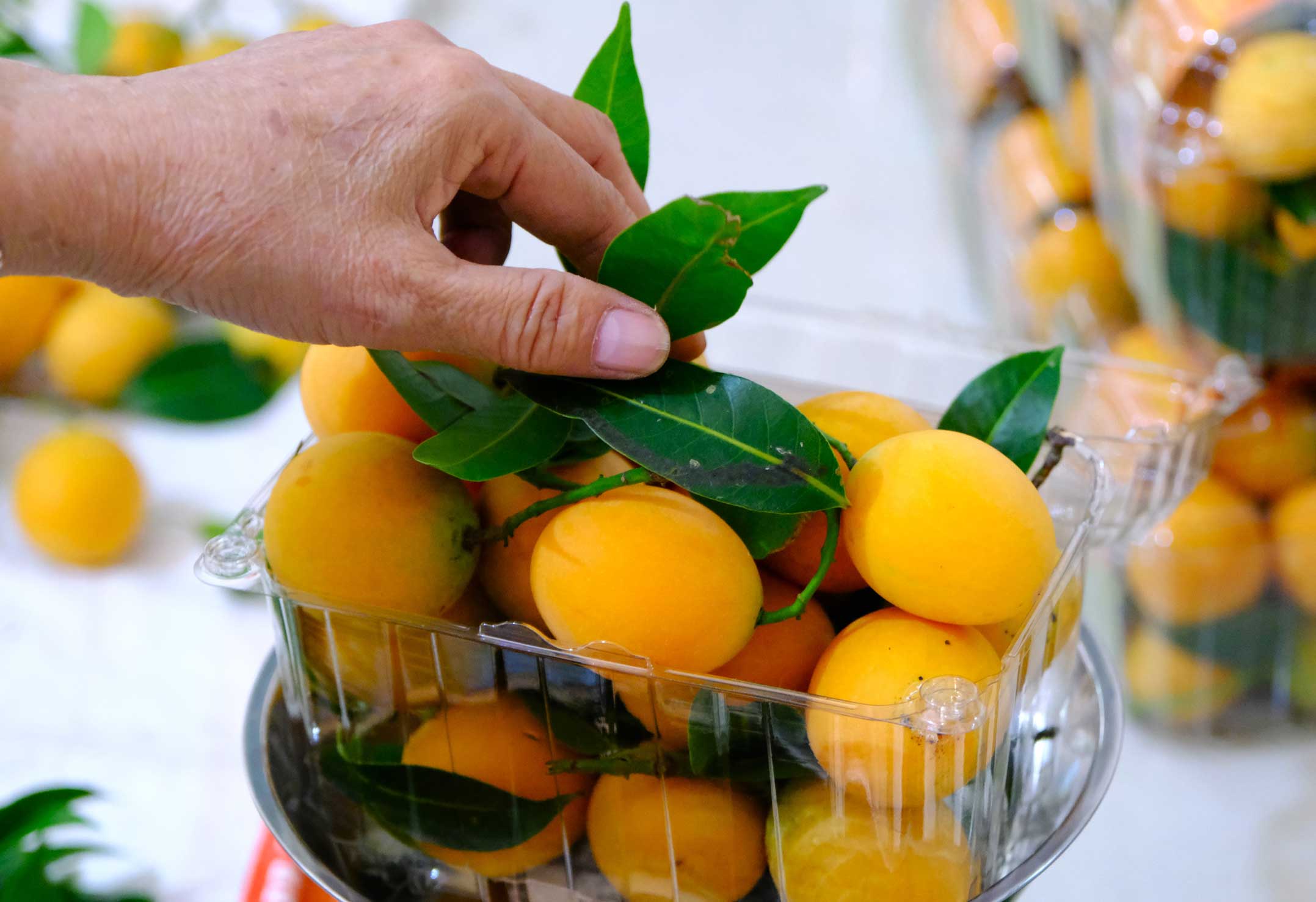 Tác dụng của quả thanh trà là gì?