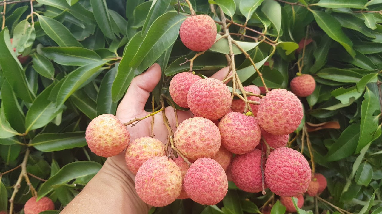 Mẹo phân biệt vải thiều với các loại vải phổ biến hiện này
