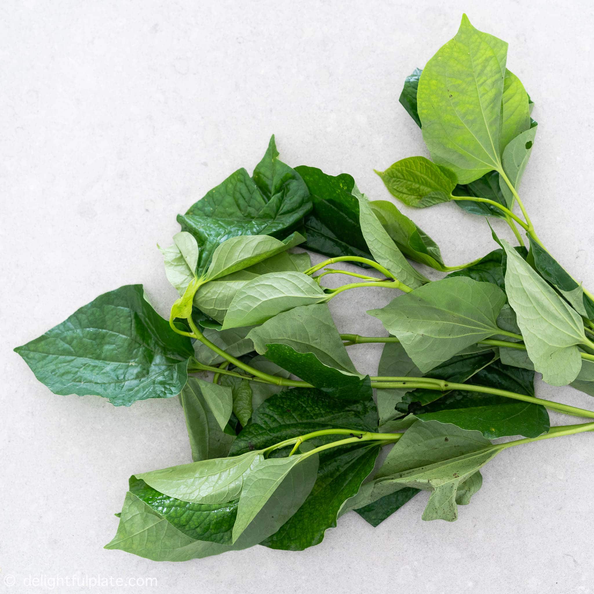 Lá lốt nấu nước uống trị bệnh gì? Những công dụng bất ngờ không nên bỏ qua