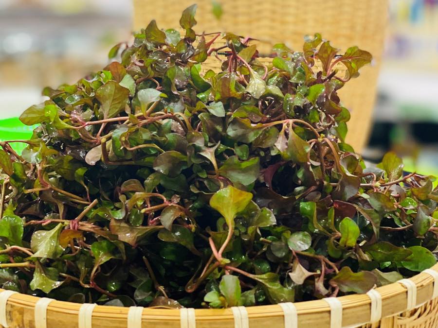 Rau xà lách xoong Nhật là gì? Rau xà lách xoong Nhật nấu món gì ngon?
